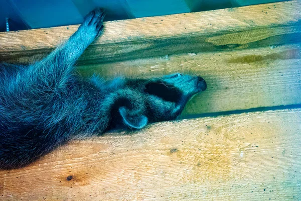 Raccoon Sleep Wooden Roof Closeup — Stock Photo, Image