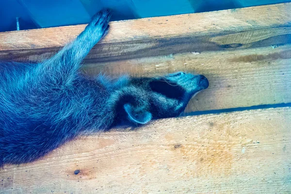 Raccoon Sleep Wooden Roof Closeup — Stock Photo, Image