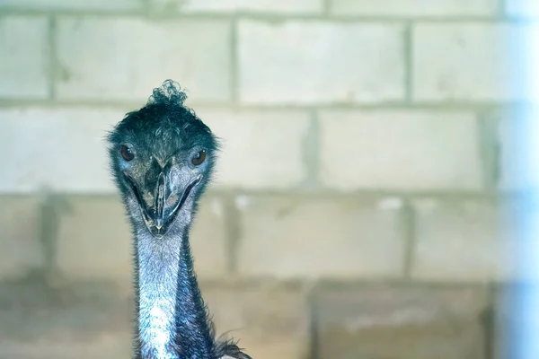 Close Head Black Wild Ostrich Large Beak Red Eyes Long — Stock Photo, Image