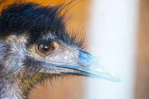 Close Head Black Wild Ostrich Large Beak Red Eyes Long — Stock Photo, Image