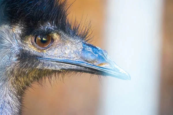 Close Head Black Wild Ostrich Large Beak Red Eyes Long — Stock Photo, Image
