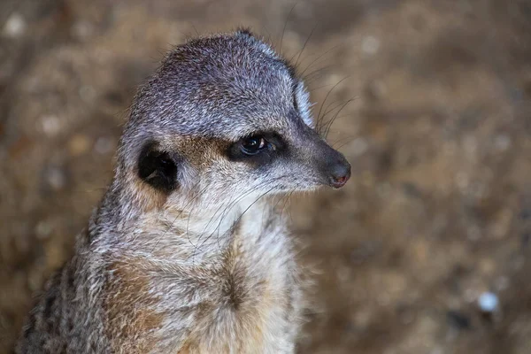 Närbild Stående Meerkat Naturen — Stockfoto