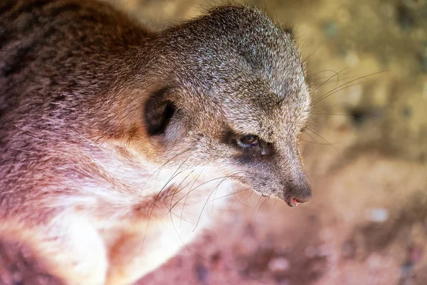 Närbild Stående Meerkat Naturen — Stockfoto