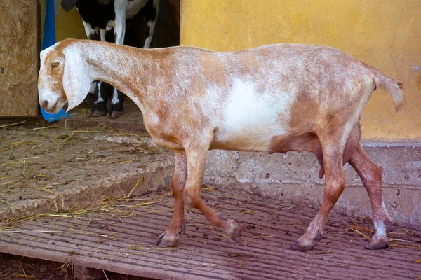 Cabra Retrato Uma Cabra Uma Fazenda Aldeia Bonita Cabra Posando — Fotografia de Stock