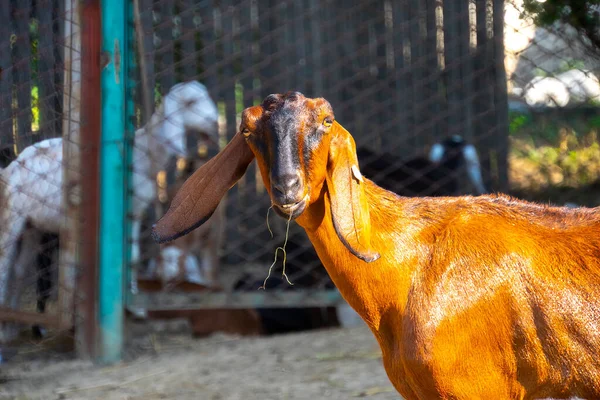 Cabra Retrato Uma Cabra Uma Fazenda Aldeia Bonita Cabra Posando — Fotografia de Stock