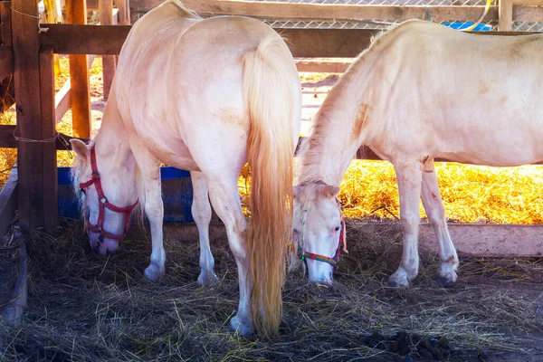 Cavalo Numa Quinta Rural Pôr Sol — Fotografia de Stock
