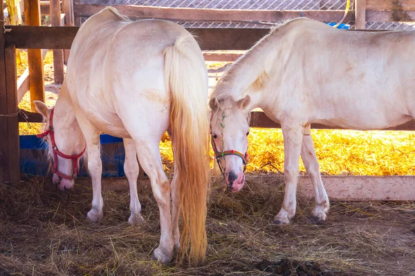 Cavalo Numa Quinta Rural Pôr Sol — Fotografia de Stock