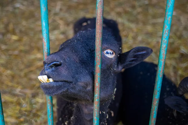 Goat Portrait Goat Farm Village Beautiful Goat Posing Stock Picture