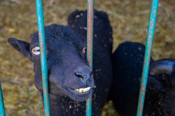 Goat Portrait Goat Farm Village Beautiful Goat Posing Royalty Free Stock Photos