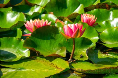 Gölette güzel pembe bir nilüfer çiçeği ya da nilüfer çiçeği