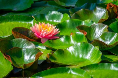 Gölette güzel pembe bir nilüfer çiçeği ya da nilüfer çiçeği