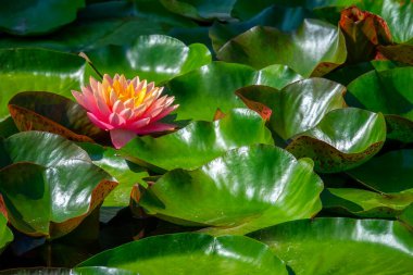 Gölette güzel pembe bir nilüfer çiçeği ya da nilüfer çiçeği