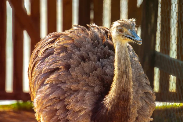 ダチョウ ダチョウ農場田舎鳥 — ストック写真