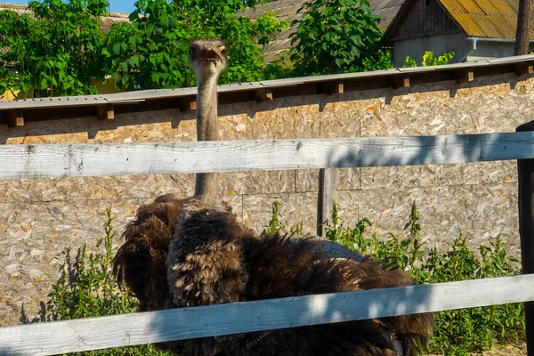 Ostrich Birds Ostrich Farm Countryside — Stock Photo, Image