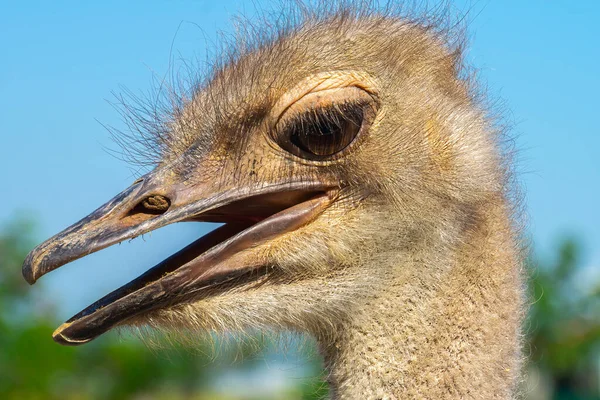 Close Head Black Wild Ostrich Large Beak Red Eyes Long — Stock Photo, Image