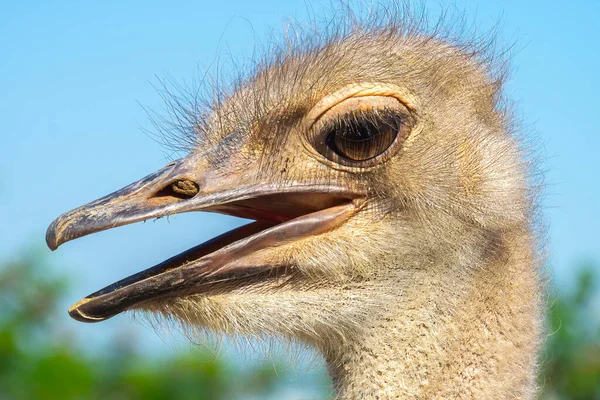 Close Head Black Wild Ostrich Large Beak Red Eyes Long — Stock Photo, Image