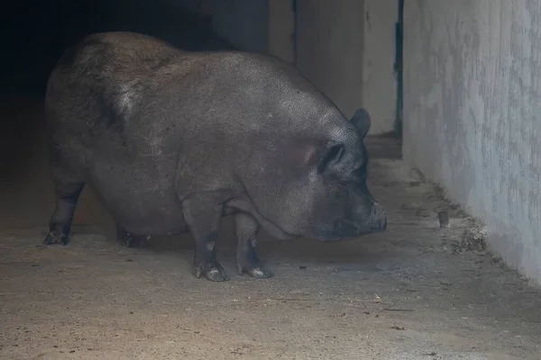 Big Black Boar Pig Farm — Stock Photo, Image