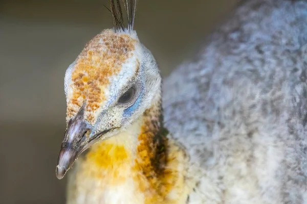 羽の上の孔雀の頭のクローズアップ — ストック写真
