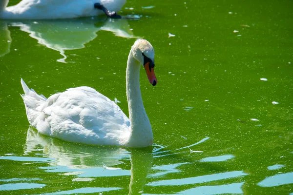 Cygne Dans Nature Beau Cygne Nage Dans Lac — Photo