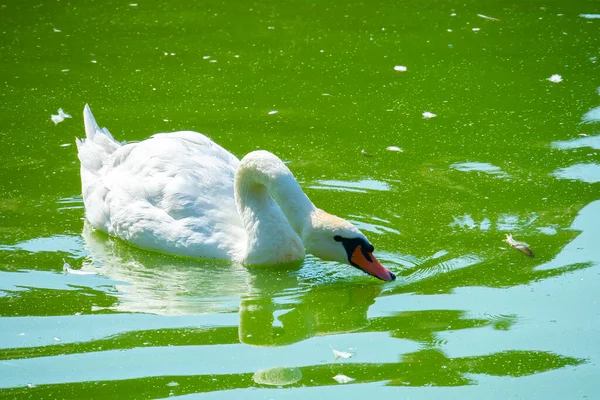 Cygne Dans Nature Beau Cygne Nage Dans Lac — Photo