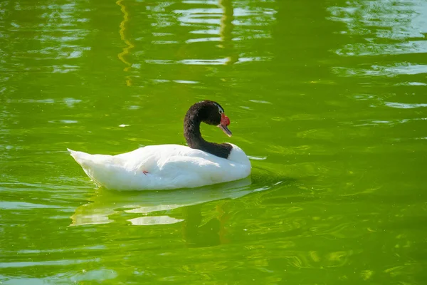 Cygne Dans Nature Beau Cygne Nage Dans Lac — Photo