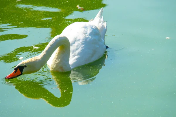 Cygne Dans Nature Beau Cygne Nage Dans Lac — Photo