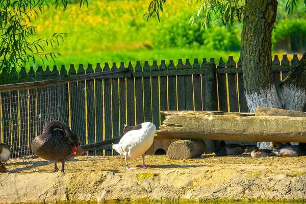 Troupeau Oies Domestiques Canards Marcher Asseoir Manger Par Terre Oiseau — Photo