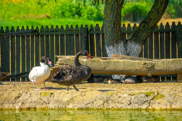 Troupeau Oies Domestiques Canards Marcher Asseoir Manger Par Terre Oiseau — Photo