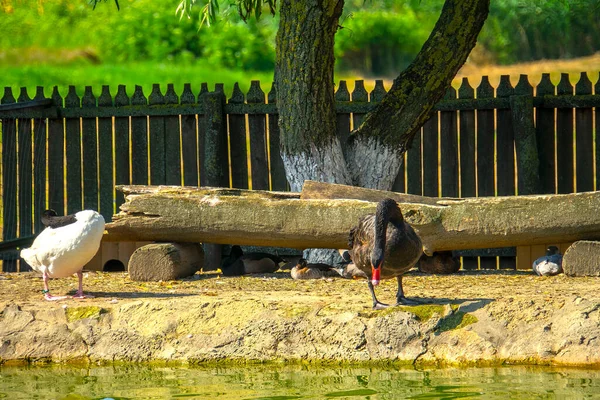 Bando Gansos Domésticos Pato Andando Sentado Comendo Chão Pássaro Doméstico — Fotografia de Stock