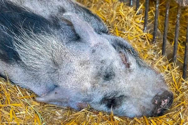 Big Black Pig Sleeping Closeup — Stock Photo, Image