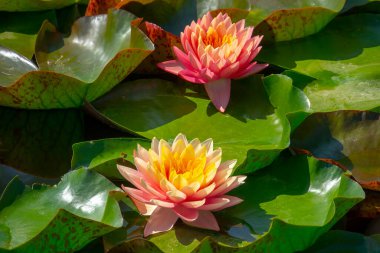 Gölette güzel pembe bir nilüfer çiçeği ya da nilüfer çiçeği