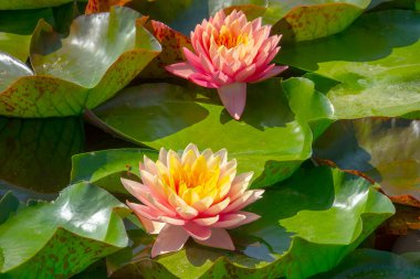 Gölette güzel pembe bir nilüfer çiçeği ya da nilüfer çiçeği