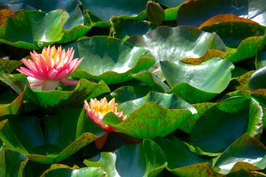 Gölette güzel pembe bir nilüfer çiçeği ya da nilüfer çiçeği