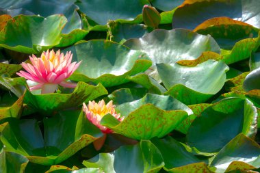 Gölette güzel pembe bir nilüfer çiçeği ya da nilüfer çiçeği