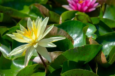 Gölette güzel pembe bir nilüfer çiçeği ya da nilüfer çiçeği