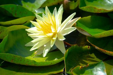 Gölette güzel pembe bir nilüfer çiçeği ya da nilüfer çiçeği