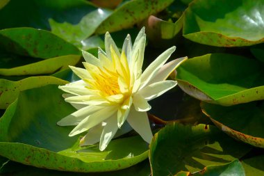 Gölette güzel pembe bir nilüfer çiçeği ya da nilüfer çiçeği