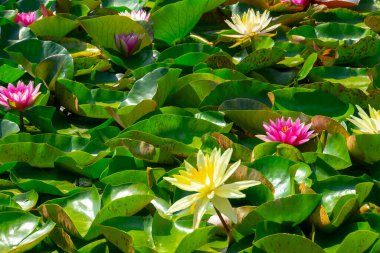 Gölette güzel pembe bir nilüfer çiçeği ya da nilüfer çiçeği