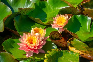 Gölette güzel pembe bir nilüfer çiçeği ya da nilüfer çiçeği