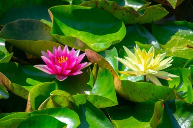 Gölette güzel pembe bir nilüfer çiçeği ya da nilüfer çiçeği