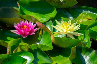 Gölette güzel pembe bir nilüfer çiçeği ya da nilüfer çiçeği