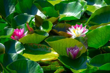 Gölette güzel pembe bir nilüfer çiçeği ya da nilüfer çiçeği