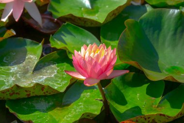 Gölette güzel pembe bir nilüfer çiçeği ya da nilüfer çiçeği