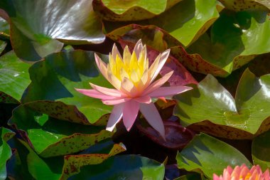 Gölette güzel pembe bir nilüfer çiçeği ya da nilüfer çiçeği