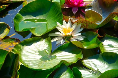 Gölette güzel pembe bir nilüfer çiçeği ya da nilüfer çiçeği