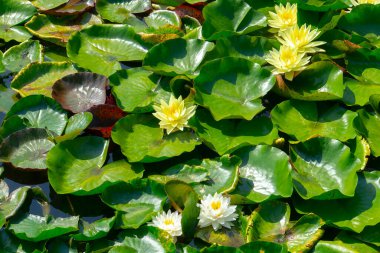 Gölette güzel pembe bir nilüfer çiçeği ya da nilüfer çiçeği