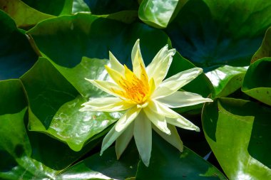 Gölette güzel pembe bir nilüfer çiçeği ya da nilüfer çiçeği