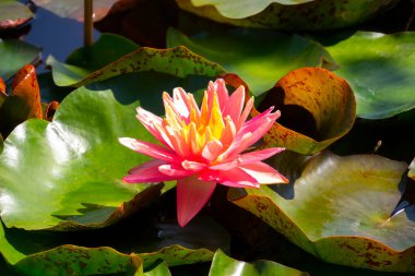 Gölette güzel pembe bir nilüfer çiçeği ya da nilüfer çiçeği