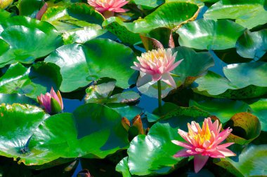 Gölette güzel pembe bir nilüfer çiçeği ya da nilüfer çiçeği