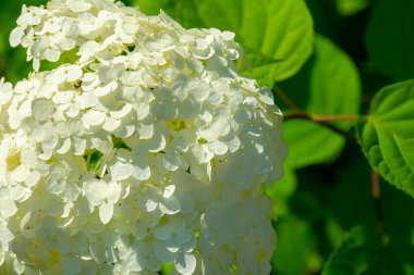 Kapalı beyaz çiçekler, ilkbahar çalıları